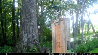 Hickory Creek - Purple Finch