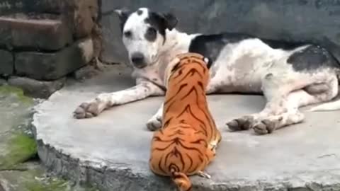 funny dog when saw doll tiger