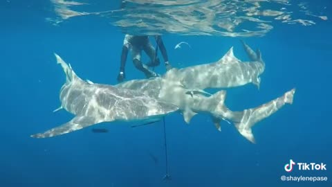 Amazing Swimming with Sharks