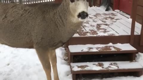 Deer Meets Guy at the Door