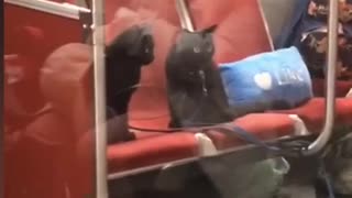 Woman brings her two black cats on leashes onto subway train and feed them