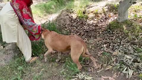 The boy playing with the dog is very funny