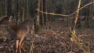 Deer Stranded In Ice Lets Her Rescuer Carry Her