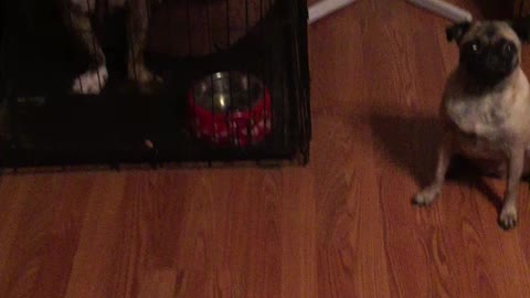 Synchronized Dog Treat Eating