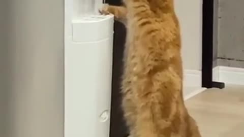 Intelligent cat , Funny video