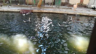 African Ducks Shows Off Their Wings