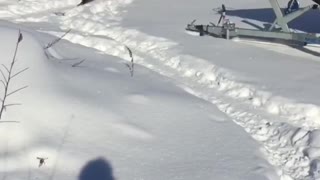 Huge dog plays with snow and talks with me.