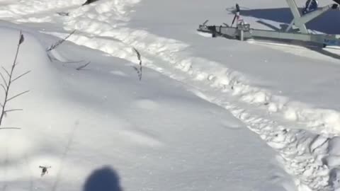 Huge dog plays with snow and talks with me.