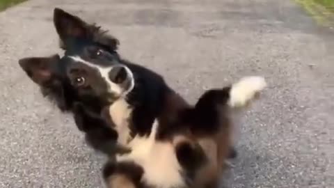 Cute Dance Of Dog