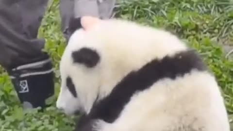 Pandas love to cuddle with people