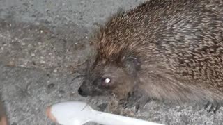 Helping a Hedgehog with His Head Stuck