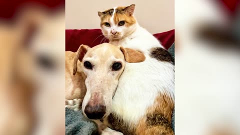 Elderly Rescue Cat And Dog Who Were Pass Away In Each Other's Arms