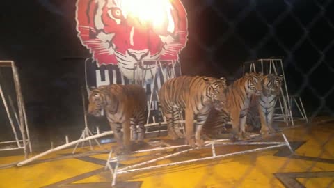4 Hungry tigers waiting for raw meat