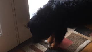 Summit vs the Door Stop