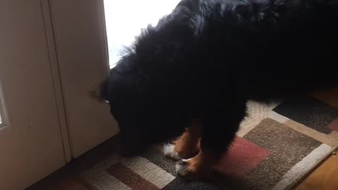 Summit vs the Door Stop