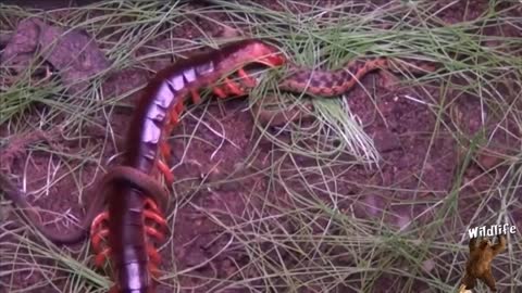 Snake vs Giant Centipede! You Will Not Believe Your Eyes Video