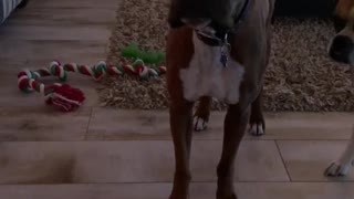 Boxer Dog Gets Very Emotional at Dinnertime