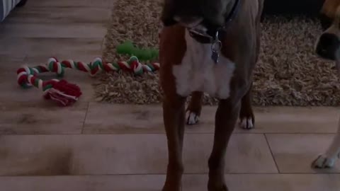 Boxer Dog Gets Very Emotional at Dinnertime