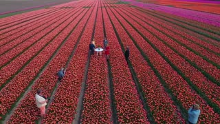 Message Of Hope Written In Field Of 4 Million Tulips