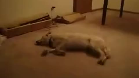 Don't see Before! Dog Dreaming Of Chasing Something