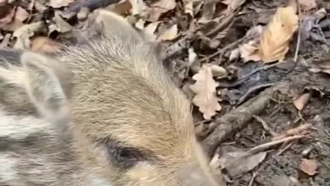 wild boar chicks in the woods looking for their mama