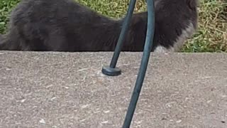 My Kitties Having good time being outside in the Yard,and on the Porch..