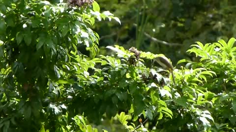 Black-naped Oriole - 50 Calls