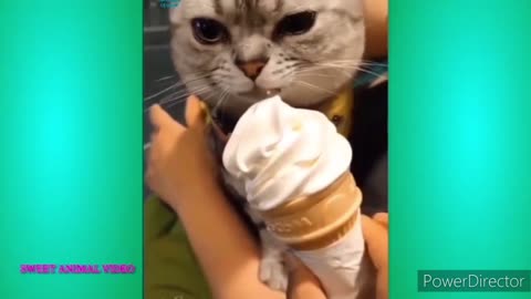 how to eat cat ice cream latest video 2022
