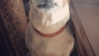 White dog with brown face yawning