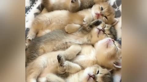 Furry Purry Golden Kitten