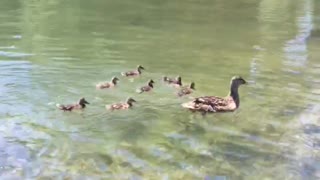 the first brood of Crimean ducklings. mother duck teaches discipline.