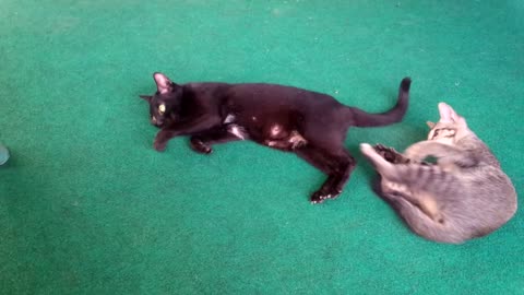 A Kitten Beats up Its Mom in a play fighting