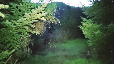 Oregon Blacktail Deer Feeding on Regrowth Pig Feed