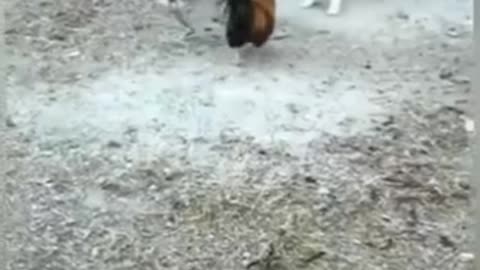 Best Of Dog VS Chicken Fights