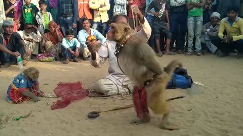 haryanvi monkey monkey game