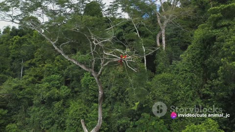 The Marvelous Macaws: Conservation of Colorful Parrot Species