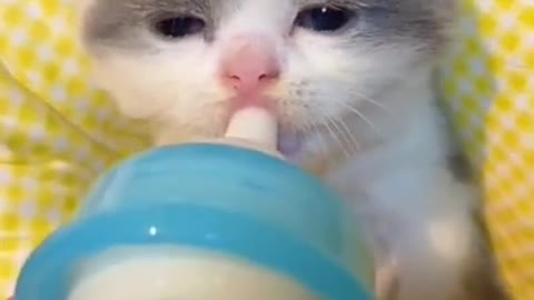 Oh I am so hungry milk please, cute baby cat drink milk.