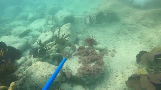 Lionfish Hunting in Bermuda