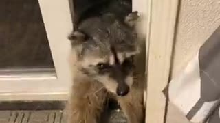 Raccoons Get Fed From Guy's Hand