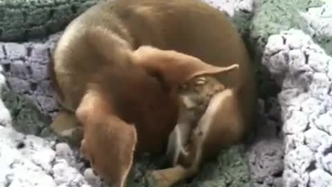 Izzy The Chihuahua Adopts 2 Orphaned Squirrels!!