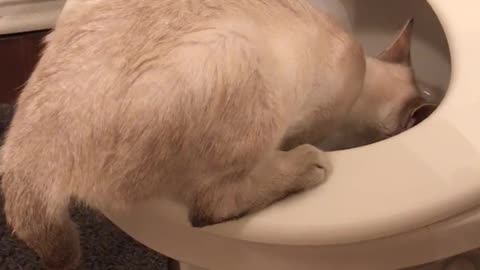 Cat thinks she’s a dog and drinks from the toilet bowl