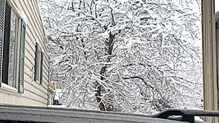 Trees covered in snow