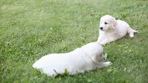 15 Wonderful Facts About Puppies