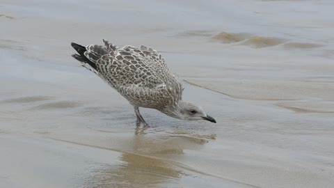 Bird On The Seashore