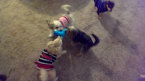 All-out battle for chew toy between four tiny dogs