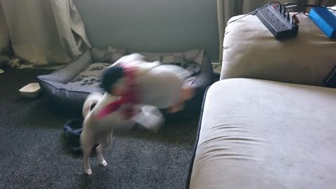 Milo Desperately Jumps to Save His Favourite Teddy.