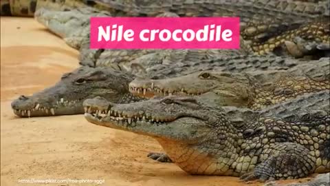 Nile crocodile (Crocodylus niloticus)_Cut.mp4