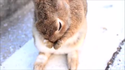 Bunny Rabbit Island | Cute Baby Bunny Rabbit Videos | Proper Rabbit Farm | Wild animals usa