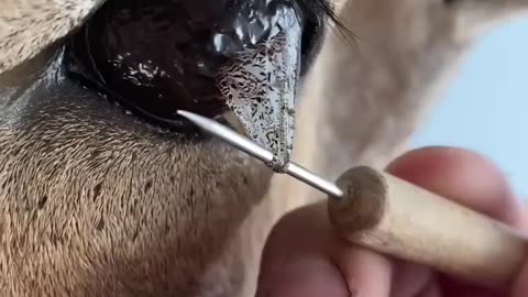 Eye peel ✨ taxidermy sheep eye #taxidermy #taxidermist #satisfying #eyes #animal