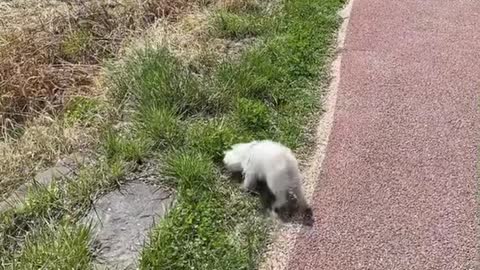 Walking a cute puppy😍😍